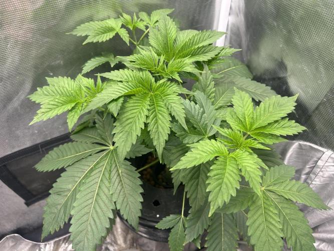 Blimburn Blue Dream in Hydro. Week 5