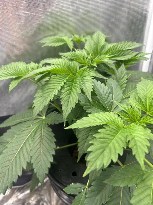 Blimburn Blue Dream in Hydro. Week 5