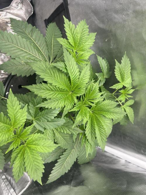 Blimburn Blue Dream in Hydro. Week 5