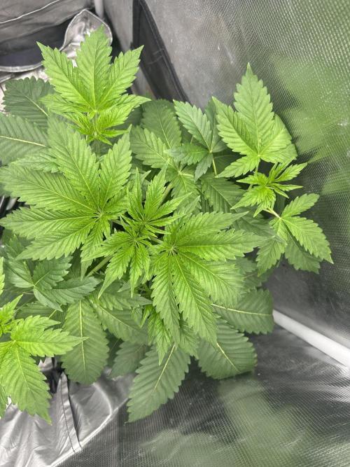 Blimburn Blue Dream in Hydro. Week 5