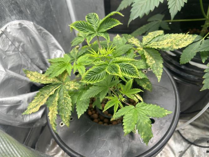 Maui Waui in Hydro. Week 5