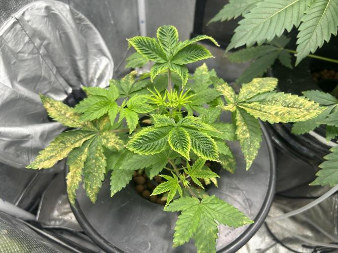 Maui Waui in Hydro. Week 5