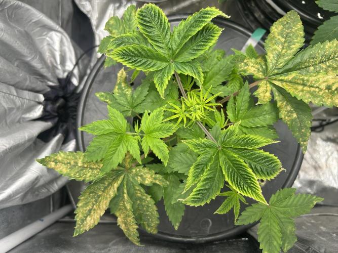 Maui Waui in Hydro. Week 5