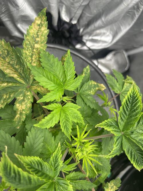 Maui Waui in Hydro. Week 5