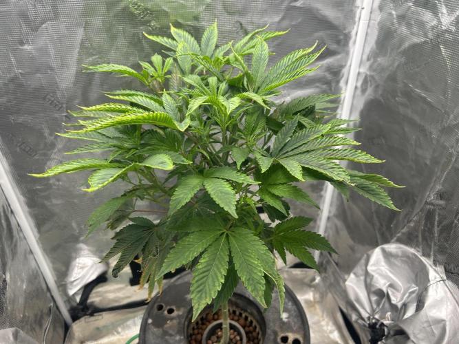 Ice Cream Cake in Hydro (DWC). Week 13