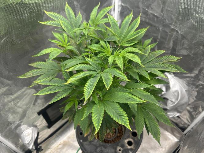 Ice Cream Cake in Hydro (DWC). Week 13