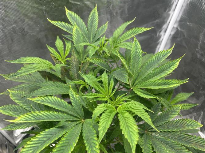 Ice Cream Cake in Hydro (DWC). Week 13