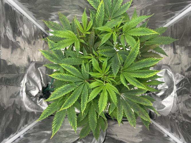 Ice Cream Cake in Hydro (DWC). Week 13