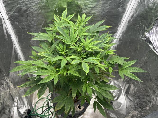 Ice Cream Cake in Hydro (DWC). Week 14