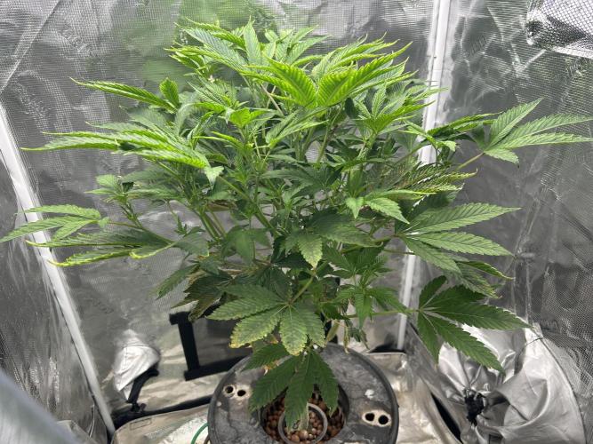 Ice Cream Cake in Hydro (DWC). Week 14