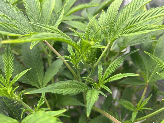 Ice Cream Cake in Hydro (DWC). Week 14