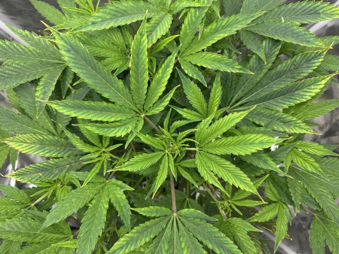 Ice Cream Cake in Hydro (DWC). Week 14