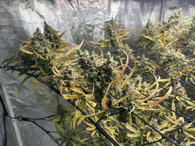 Desfran in Hydro (DWC). Week 17