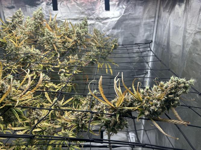 Desfran in Hydro (DWC). Week 17