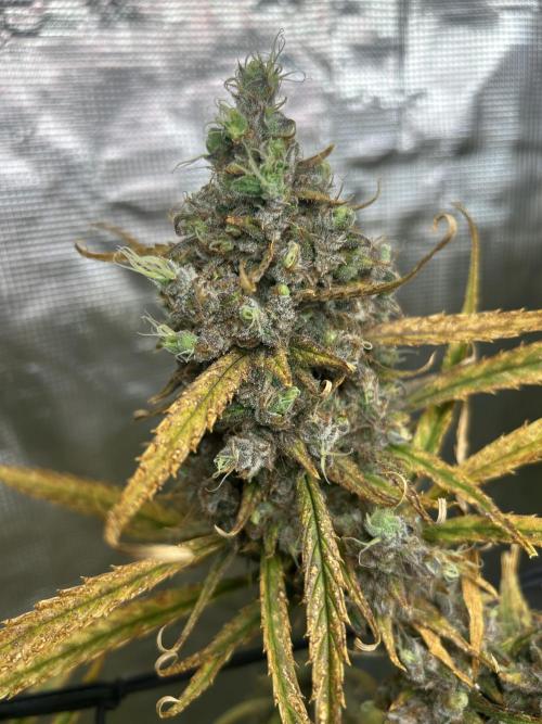 Desfran in Hydro (DWC). Week 17