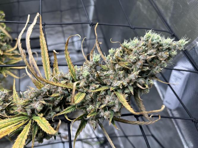 Desfran in Hydro (DWC). Week 17