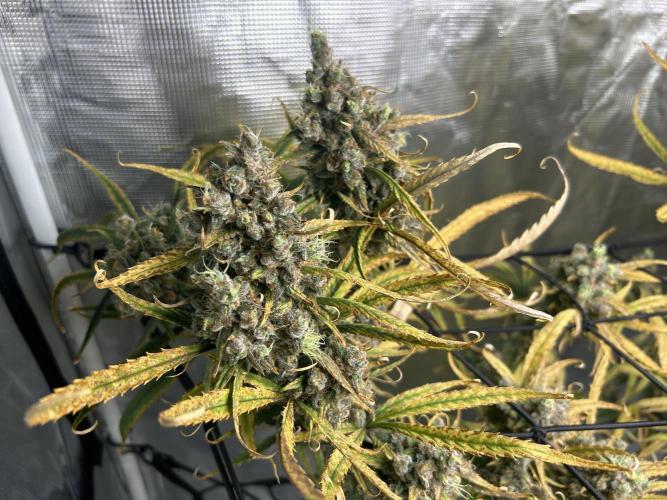 Desfran in Hydro (DWC). Week 17