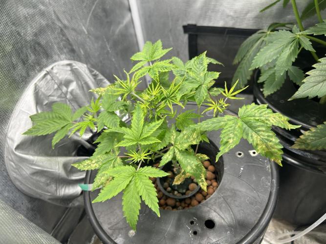 Maui Waui in Hydro (DWC). Week 6