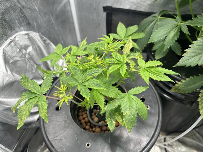 Maui Waui in Hydro (DWC). Week 6