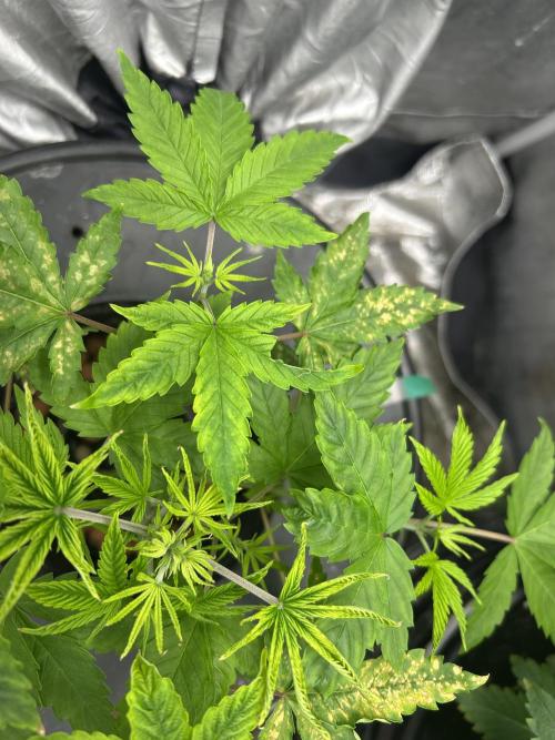 Maui Waui in Hydro (DWC). Week 6