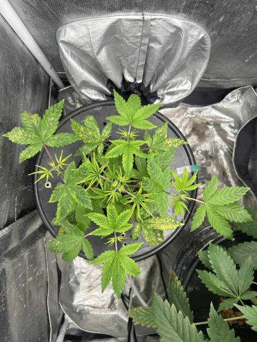 Maui Waui in Hydro (DWC). Week 6