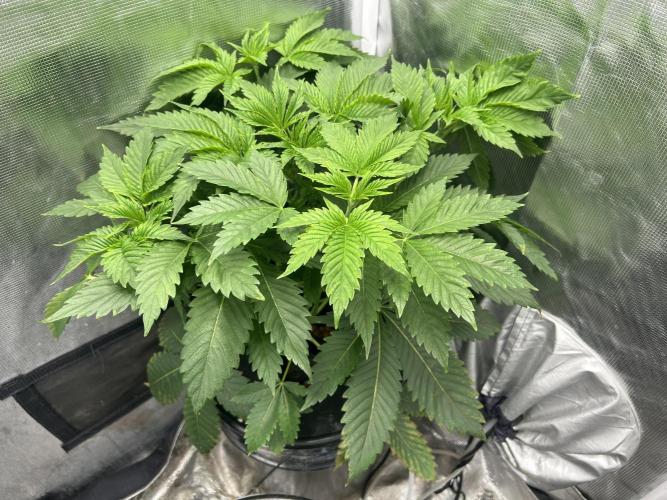 Blue Dream in Hydro (DWC). Week 6