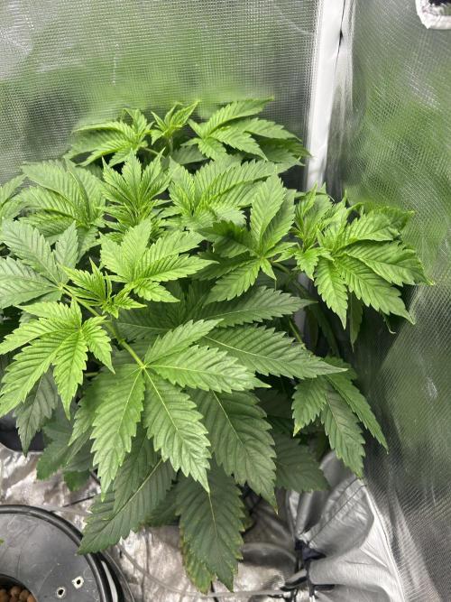 Blue Dream in Hydro (DWC). Week 6