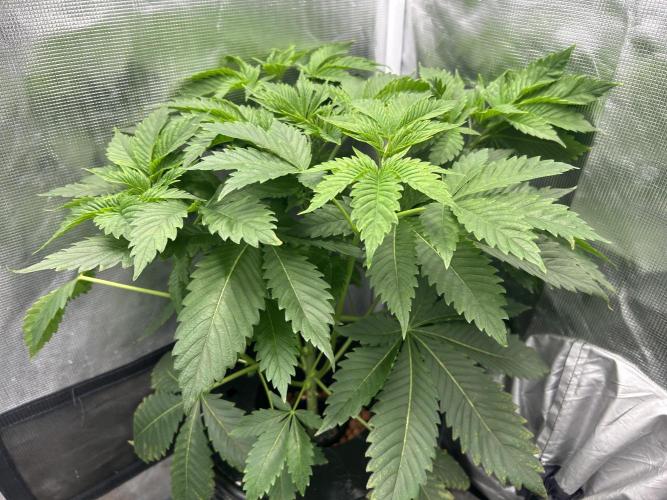 Blue Dream in Hydro (DWC). Week 6