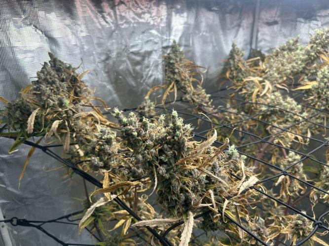 Desfran in Hydro (DWC). Week 18