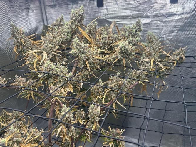 Desfran in Hydro (DWC). Week 18