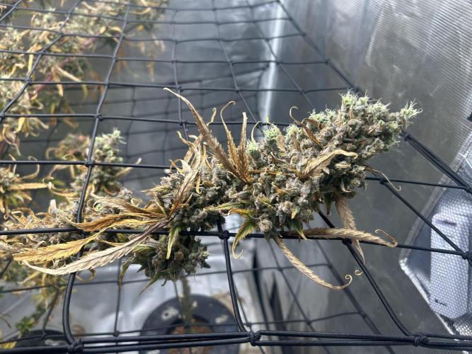 Desfran in Hydro (DWC). Week 18