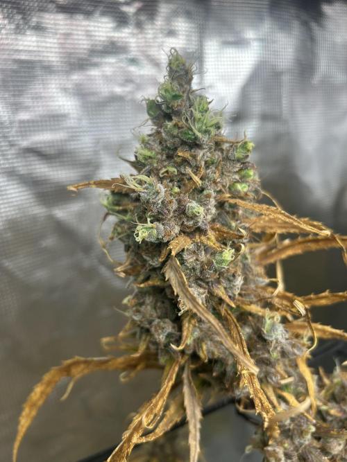 Desfran in Hydro (DWC). Week 18