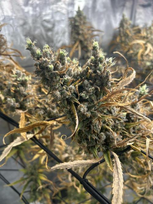 Desfran in Hydro (DWC). Week 18