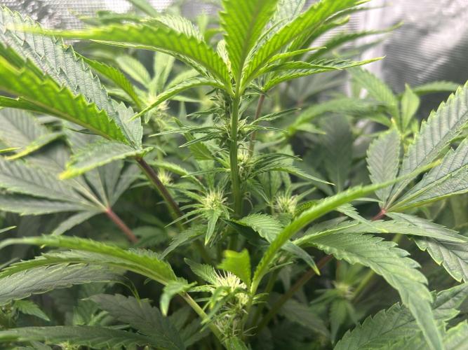 Ice Cream Cake in Hydro (DWC). Week 15