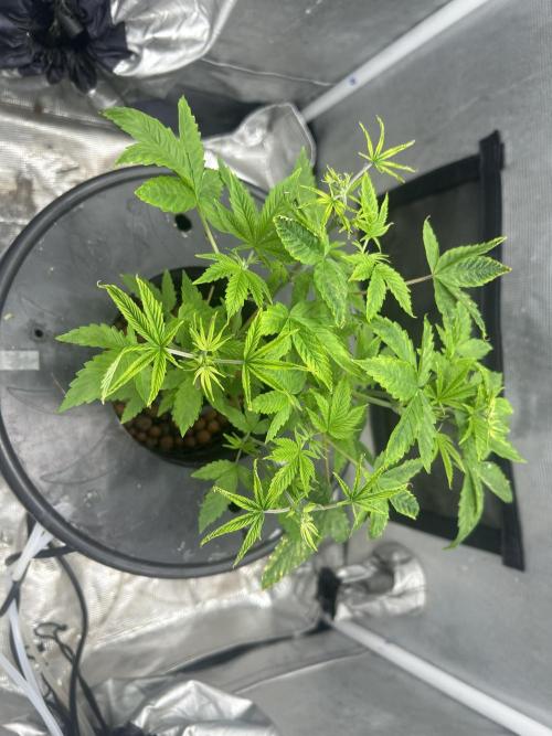 Maui Waui in Hydro (DWC). Week 7