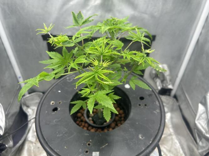 Maui Waui in Hydro (DWC). Week 7