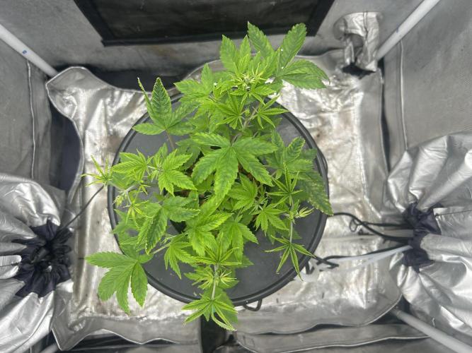 Maui Waui in Hydro (DWC). Week 7