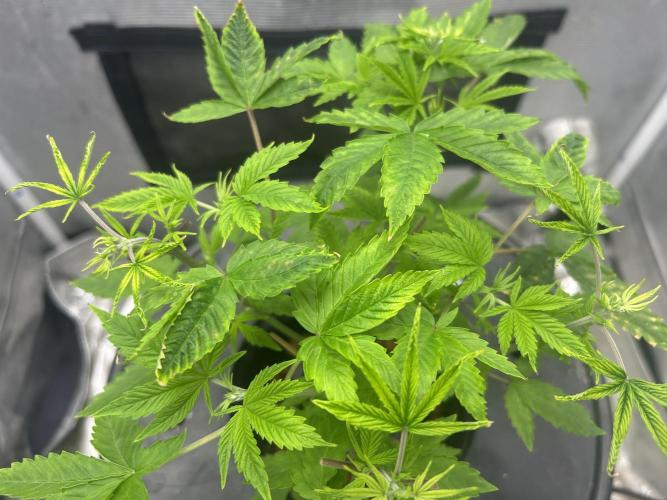 Maui Waui in Hydro (DWC). Week 7