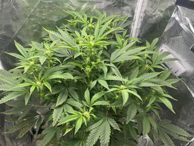 Blue Dream in Hydro (DWC). Week 7