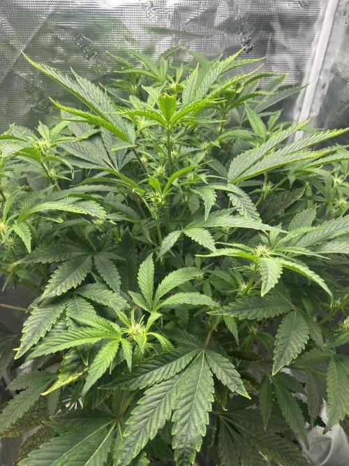 Blue Dream in Hydro (DWC). Week 7