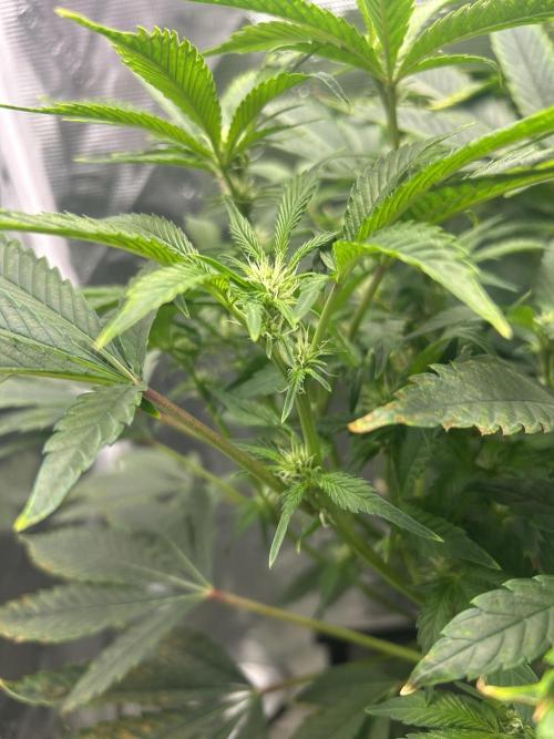 Blue Dream in Hydro (DWC). Week 7