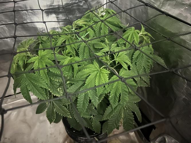 Blue Dream in Hydro (DWC). Week 7