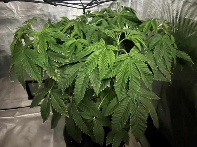 Blue Dream in Hydro (DWC). Week 7