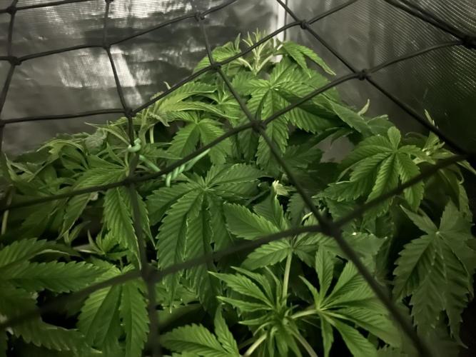 Blue Dream in Hydro (DWC). Week 7