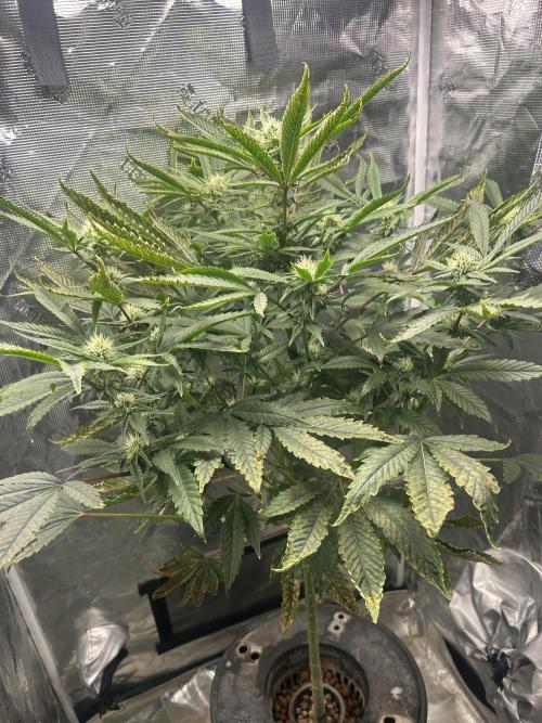 Ice Cream Cake in Hydro (DWC). Week 16