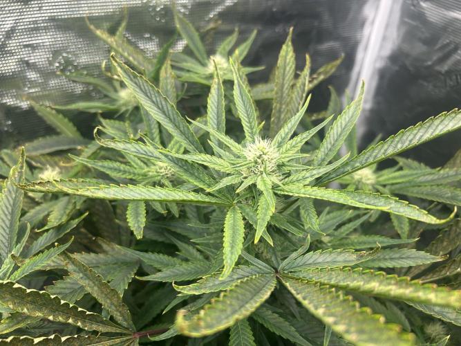 Ice Cream Cake in Hydro (DWC). Week 16