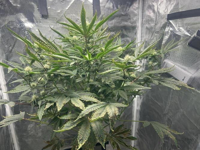 Ice Cream Cake in Hydro (DWC). Week 16