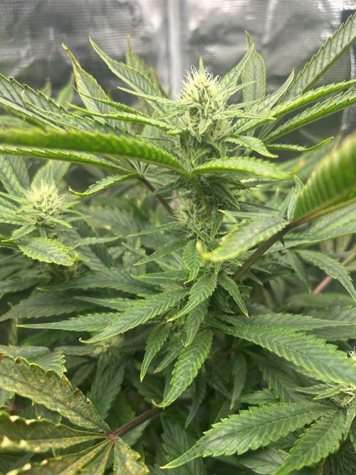 Ice Cream Cake in Hydro (DWC). Week 16