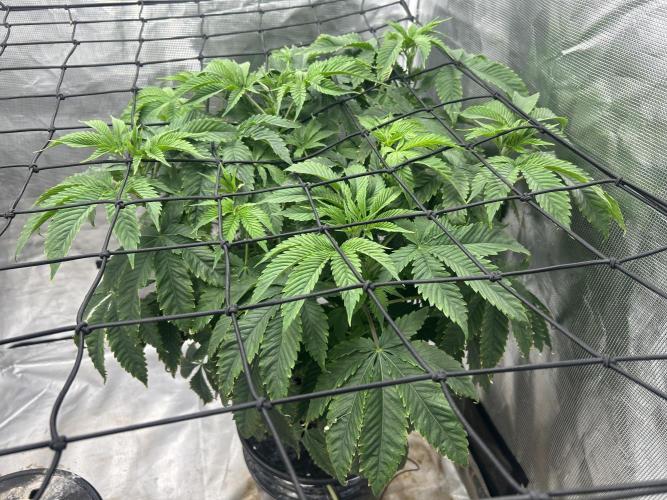 Blue Dream in Hydro (DWC). Week 8