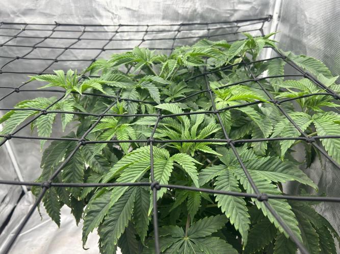 Blue Dream in Hydro (DWC). Week 8